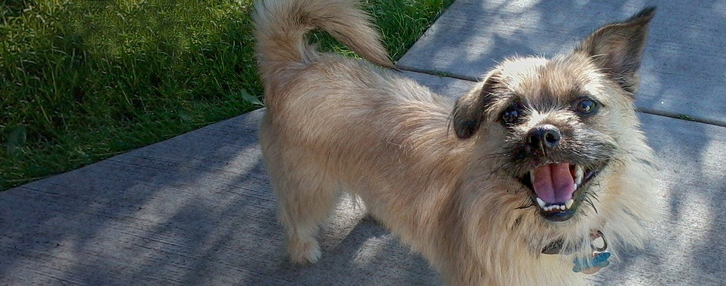 Terrier pekingese cheap